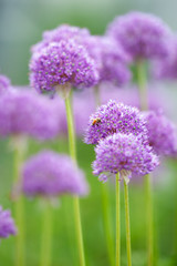 European honey bee pollinating Allium flowers