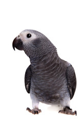 Timneh African Grey Parrot isolated on white