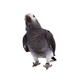 Timneh African Grey Parrot isolated on white