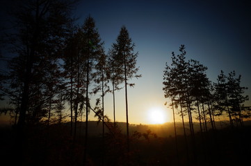 Fototapeta premium Forêt
