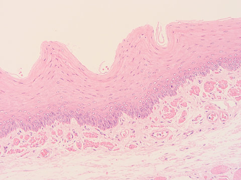 picture of histology human tissue with microscope from laboratory (not Illustration Designation)	