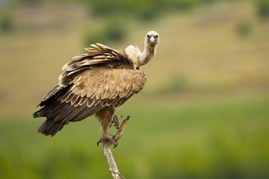 Griffon vulture sitting on perch and looking to camera in open country with copy space. Wild avian predator with long neck in natural environment of Bulgarian nature.