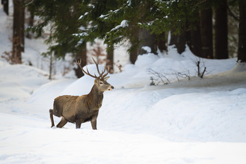 Naklejka na ściany i meble Adult male of red deer, cervus elaphus, wading through the snowy and deep forest. Dominant stag in enchanting nature. Wild animal looking for food in its natural habitat
