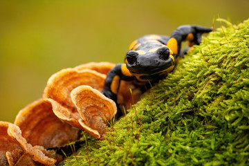 Close-up front view of a fire salamander, salamandra salamandra, on wet moss and fungus in forest. Wild species of vertebrate with yellow spots and stripes on a black body.