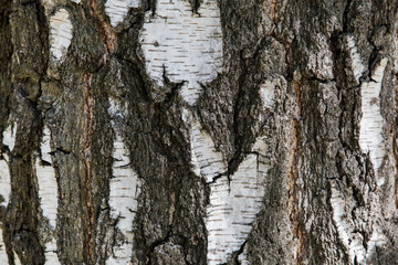 Birch bark tree texture background. Grunge natural texture of wood bark