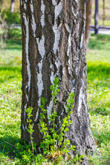 Trunk the bottom of a birch tree growing in the forest. Grunge natural texture of wood bark