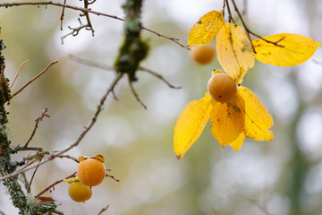 Fresh wild Kaki fruits