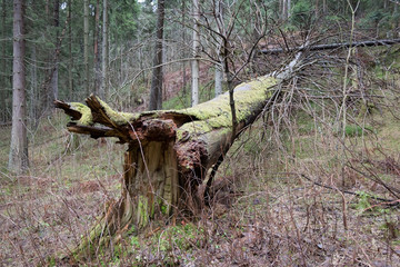 Dead tree