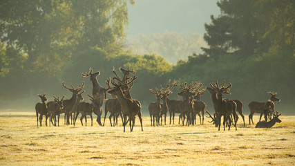 Fototapeta na wymiar Red deer, cervus elaphus, stags standing and fighting with legs on a meadow early in the morning. Group of wild animals in nature at springtime with sun shining from behind.