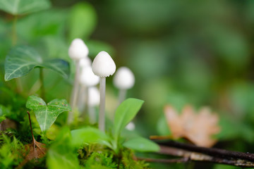 Young bolbitius lacteus mushroom