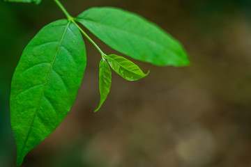 Fototapeta na wymiar Natural images of green leaf tops and bokeh