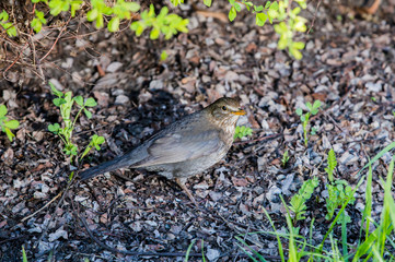 Wild thrush Turdus pilaris. Thrush Fieldfare a gray bird on nature under a bush