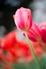 Fototapeta premium 横浜公園 チューリップ