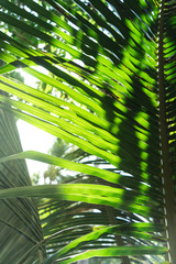 Obraz na płótnie Canvas Green Coconut tree leaves on the island during the day time
