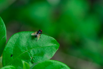 Close-up of flies on green leaves