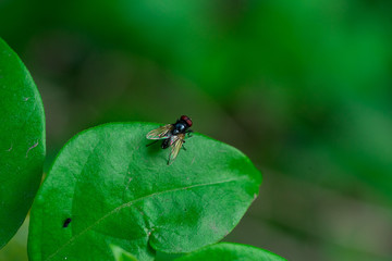 Close-up of flies on green leaves