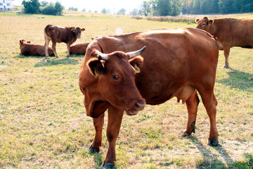 Cattle, Cow, Pasture, Lack of feed, Geisa, Thuringia, Germany, Europe