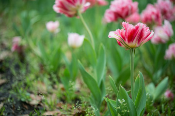 横浜公園 チューリップ