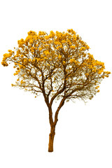 Paraguayan Silver Trumpet Tree with yellow flower blossom isolated on white