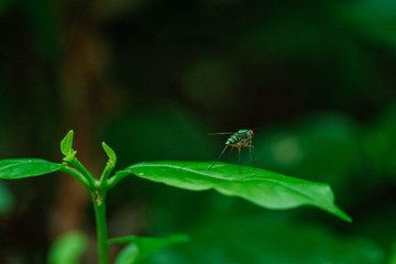 Close-up of flies on green leaves