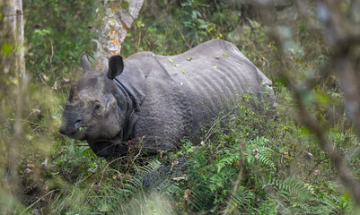 Rhino in the wild of Chitwan national park on Nepal