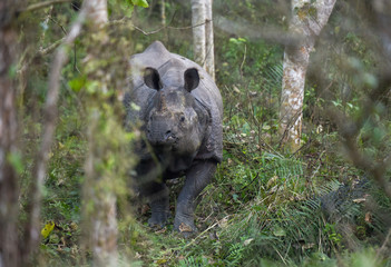 Rhino in the wild of Chitwan national park on Nepal