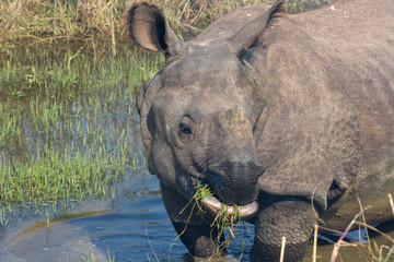 Rhino is eating the grass in the wild of Chitwan national park, Nepal