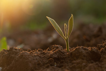 Growing plant,Young plant in the morning light on ground background, New life concept.Small plants on the ground in spring.fresh,seed,Photo fresh and Agriculture  concept idea.