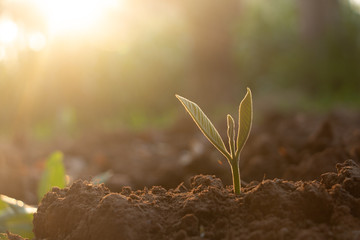 Growing plant,Young plant in the morning light on ground background, New life concept.Small plants on the ground in spring.fresh,seed,Photo fresh and Agriculture  concept idea.
