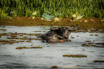 Water buffalo with beautiful horns swimming in river, Thale Noi wetland, Thailand