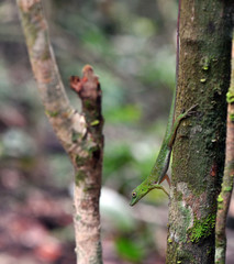 green lizard in a natural environment in a nature park
