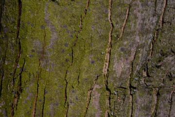 dry tree bark texture background