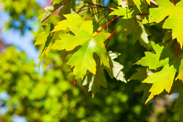 Green maple leaves close-up.