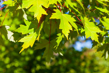 Green maple leaves close-up.