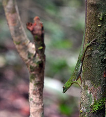 green lizard in a natural environment in a nature park
