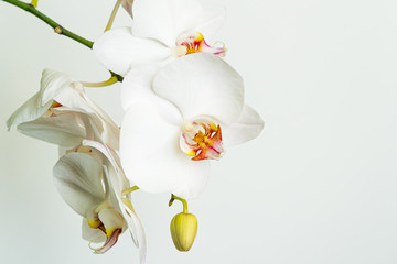 Naklejka na ściany i meble White phalaenopsis orchid flower Phalaenopsis, known as Moth Orchid or Phal. Flower on white background. Selective soft focus. Lovely idea for any design. Calmness and relaxation. Love and pleasure.