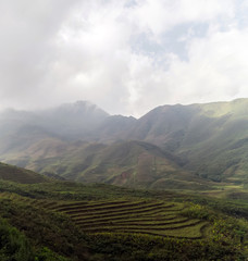 Fototapeta na wymiar Landscape view of rice fields