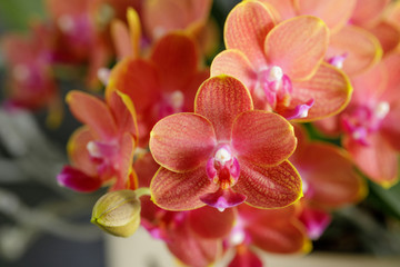 Fototapeta na wymiar Blooming hot orange medium-sized orchid flower closeup. Home and garden flowers