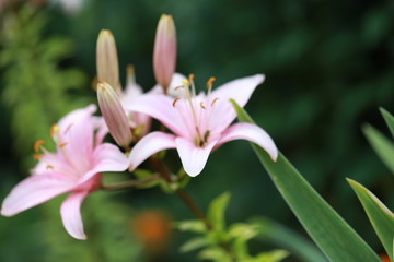 Fototapeta premium beautiful large fragrant pink lilies in the garden, use as a background