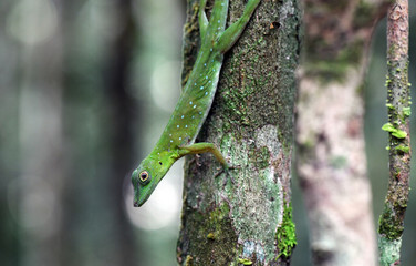 green lizard in a natural environment in a nature park