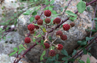 BlackBerry Bush in the mountains