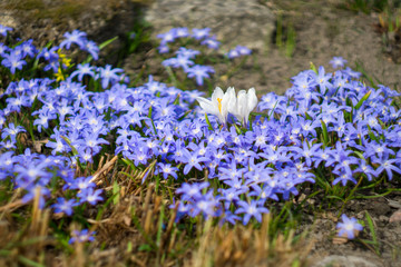 Blue little flowers bloom