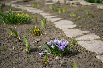 Purple crocus flowers bloom