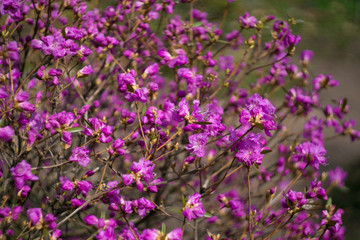 Rhododendron blooms in spring
