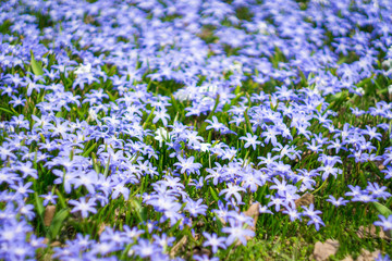 Obraz na płótnie Canvas Blue little flowers bloom