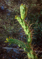 Kaktus