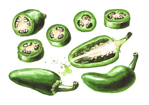 Jalapeno green hot chili green pepper, whole pods, chopped, halved, and sliced set. Hand drawn watercolor illustration  isolated on white background