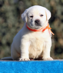 the sweet labrador puppy on a blue background