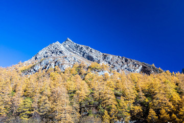 Yellow pine forest with snow-capped mountain and blue sky in the background at Yading Nature Reserve, Sichuan, China