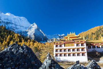 Yellow pine forest with snow-capped mountain and blue sky in the background at Yading Nature Reserve, Sichuan, China